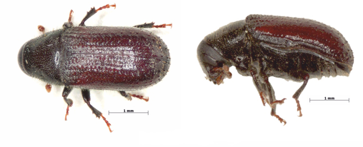 Appearance of Tomicus destruens