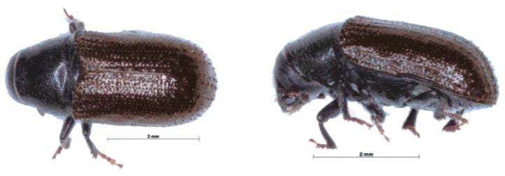 Physical appearance of Tomicus piniperda