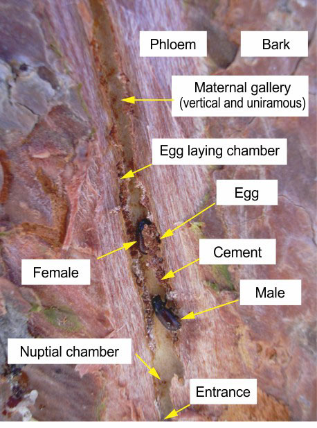 A pair of Tomicus destruens inside a subcortical gallery