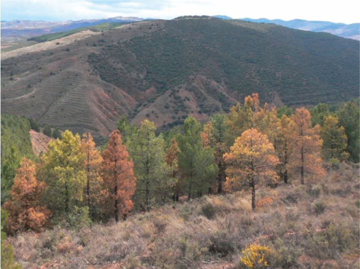 Pine tree affected by Tomicus destruens